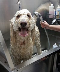 dog bath groomer in lutz