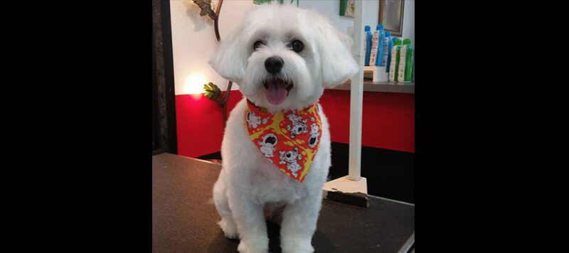 pet grooming services in lutz